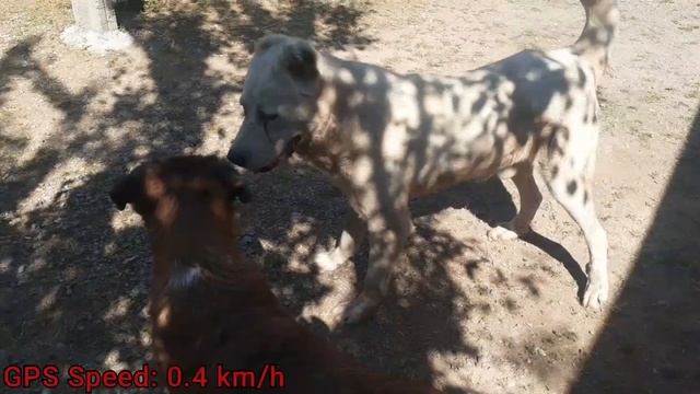 Вязка собак или спаривание