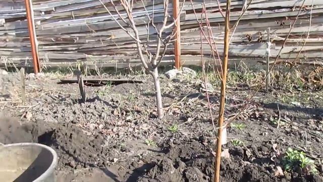 ПЕРСИК. КАК ПОСАДИТЬ ДЕРЕВО. Основные правила при посадке саженцев.
