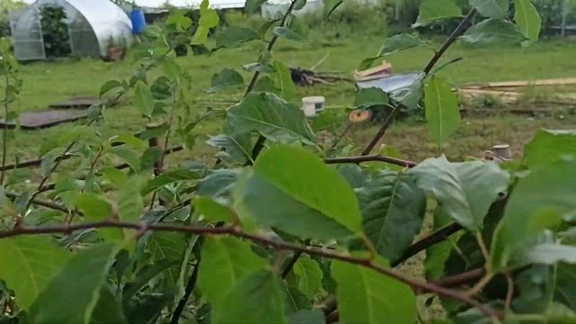 Алыча в форме куста  Летняя обрезка