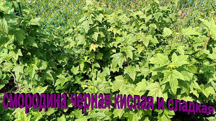"Смородина черная крупная , сладкая и кислая."#сад#огород#дача
