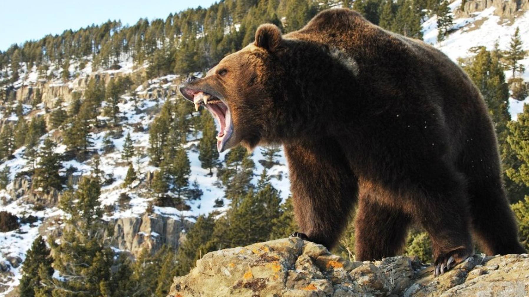 БОЛЬШАЯ ОХОТА на МЕДВЕДЯ! Дальний ВОСТОК BEAR HUNT точный выстрел!