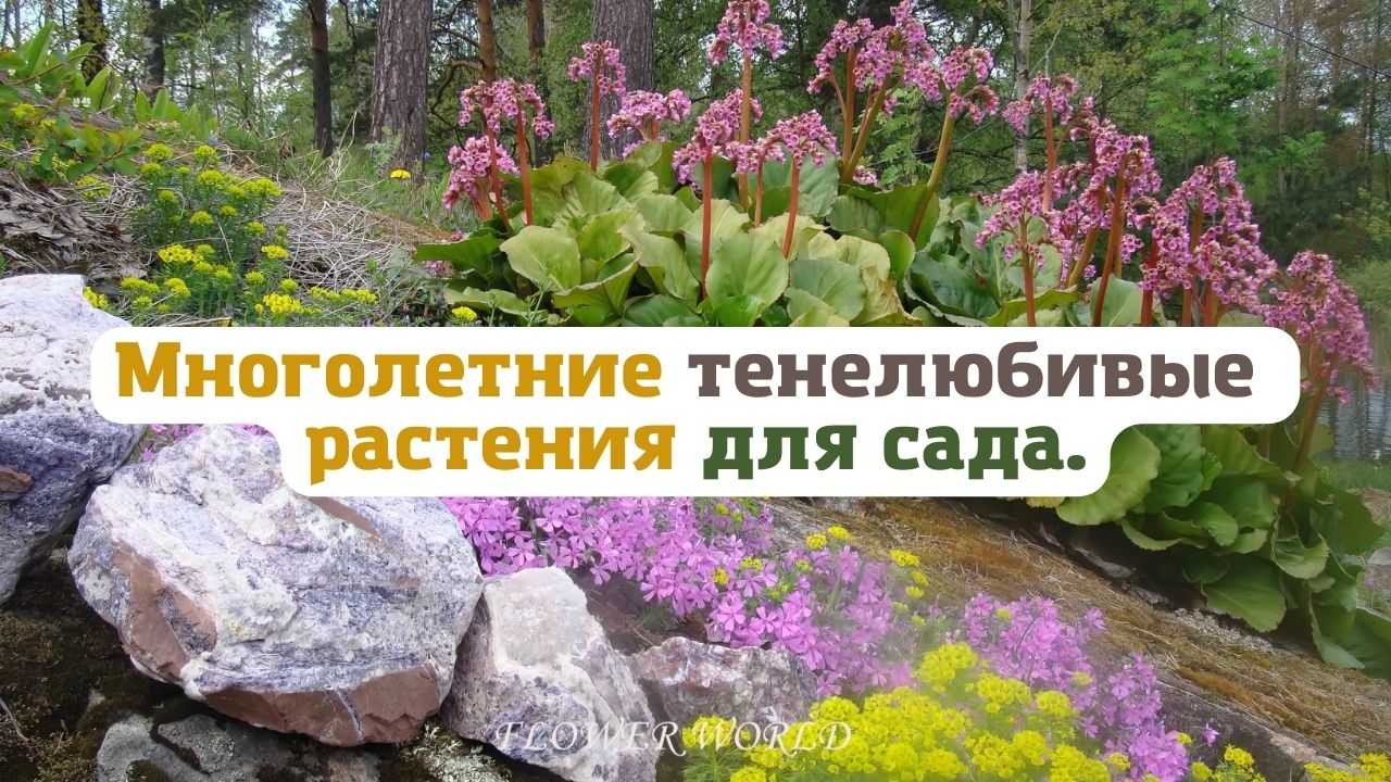Многолетние тенелюбивые растения для сада.?