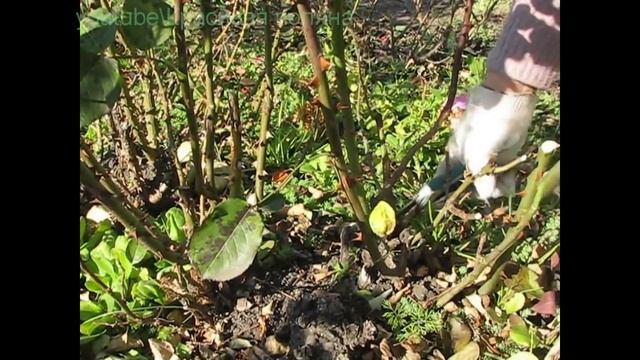 Как обрезать розы и укрыть на зиму, наш проверенный способ обрезки роз