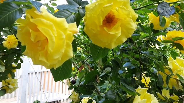ЗОЛОТАЯ плетистая роза Голден Гейт / rose Golden Gate / Rozi Mira