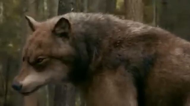 Сумерка 1-часть. (2008год)