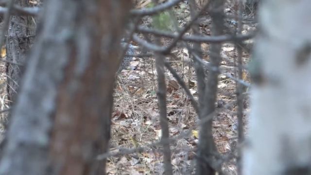 Рябчик осень охота с камерой свист рябчиков
