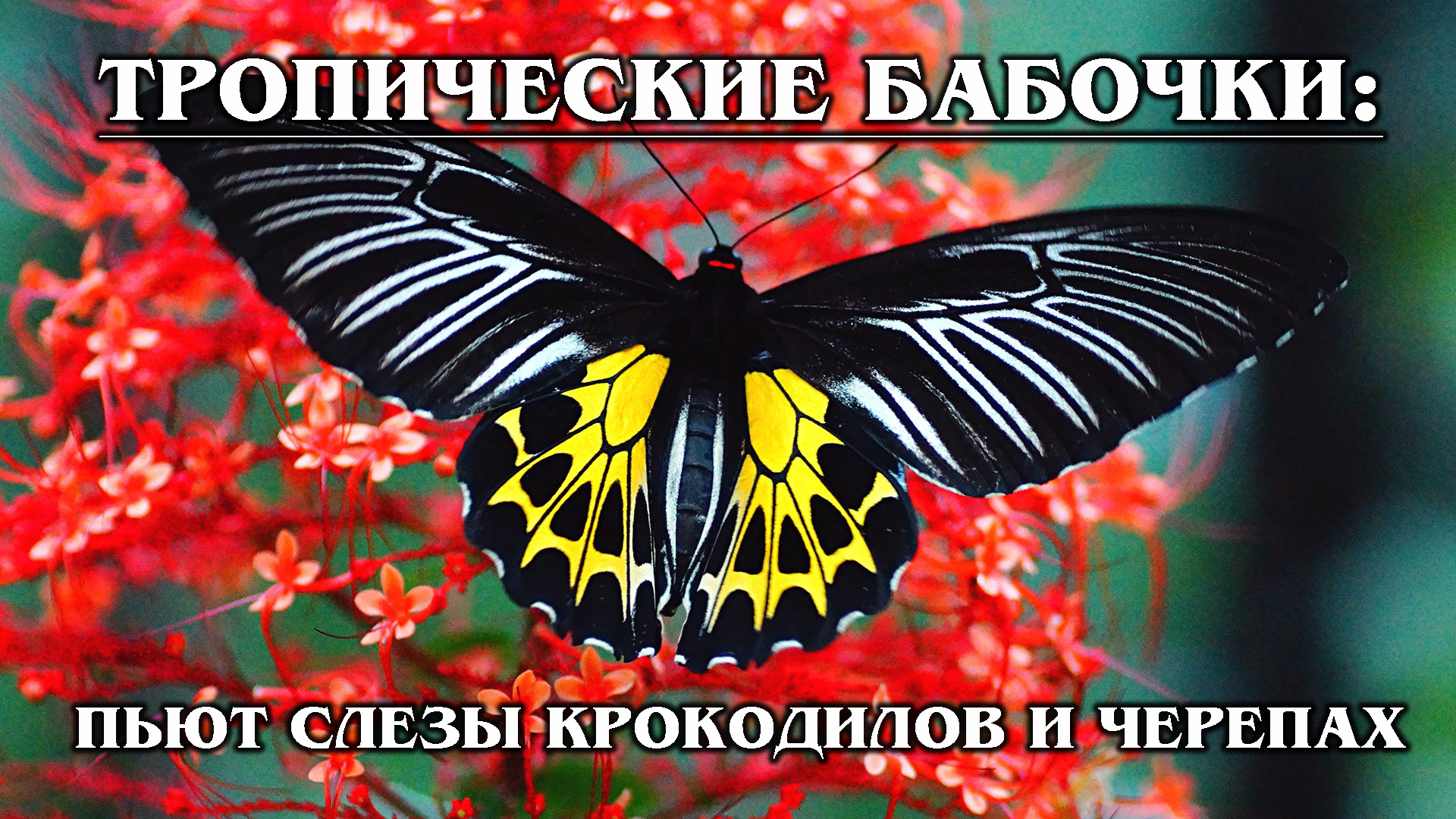 ТРОПИЧЕСКИЕ БАБОЧКИ: Самые красивые виды тропический бабочек | Интересные факты про бабочек