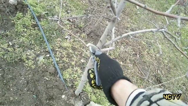 Обрезка яблони 5 лет НА УРОЖАЙ! / Подробное видео для НАЧИНАЮЩИХ.