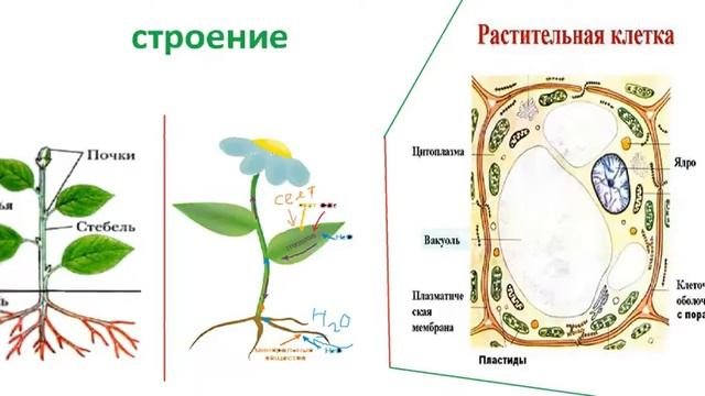 Ботаника - как наука