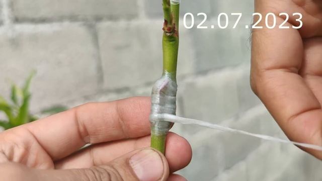 прививка персикового дерева летом - голландский способ // peach grafting