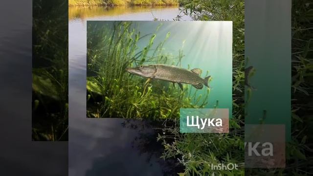Кто живет в реке? Презентация для дошкольников