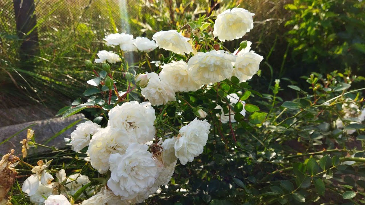 Почвопокровная роза Свани (rose Swany) описание сорта, мои впечатления от розы, 22.07.2022