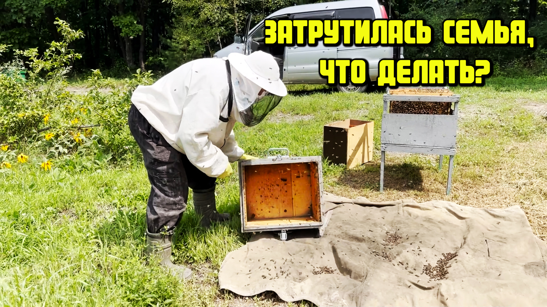 Затрутилась семья, что делать? Боремся с трутом. #пчеловодство #пасека #трутни