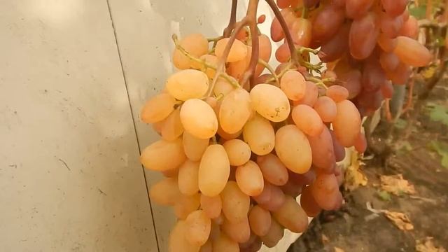 Виноград сорт розовый супер