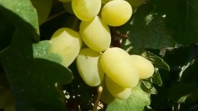Сорт винограда Галахад.