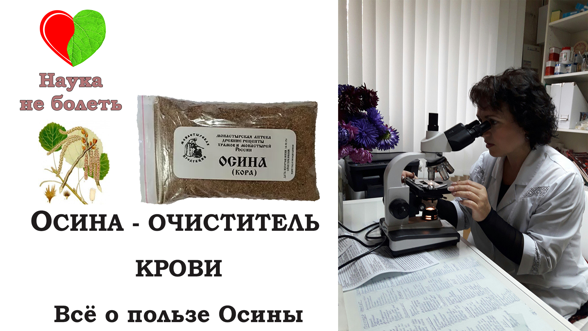 ОСИНА - ОЧИСТИТЕЛЬ КРОВИ -||- ВСЕ ОБ ОСИНЕ -||- КОРА ОСИНЫ ЛЕЧЕНИЕ