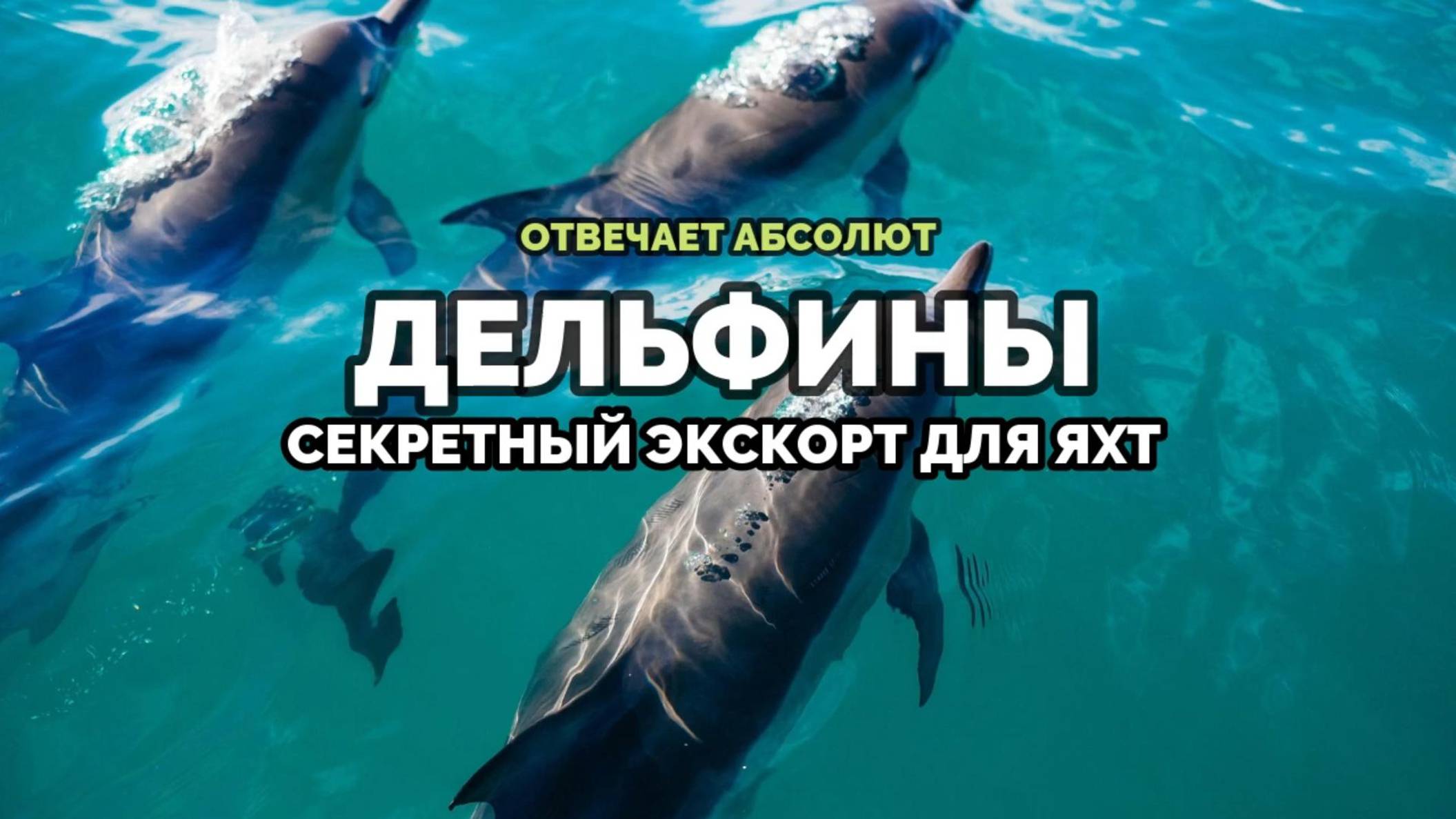 ДЕЛЬФИНЫ: СЕКРЕТНЫЙ ЭКСКОРТ