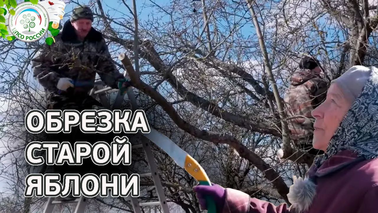 Обрезка яблони. Как обрезать старую яблоню.