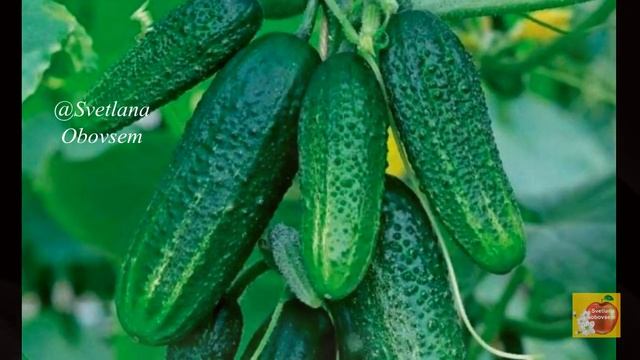 ОЧЕНЬ ВКУСНЫЙ СОРТ ОГУРЦОВ-УРОЖАЙНЫЙ,ХРУСТЯЩИЙ, МОРОЗОСТОЙКИЙ,ВСЕГДА С УРОЖАЕМ.СЕЕМ В 2022.ХРУСТИШК