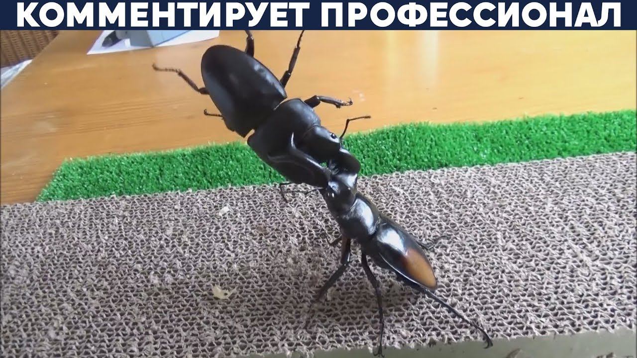 БИТВЫ ЖУКОВ В ЯПОНИИ