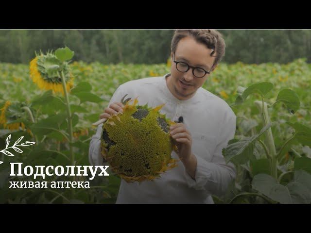 Подсолнух // Как заготавливать, сушить и применять // Живая аптека