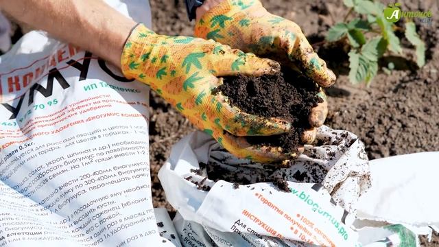 Осенняя посадка малины. Как правильно сажать малину