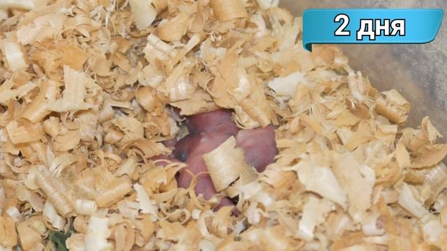 Хомячиха родила. Новорожденные хомячки джунгарики 0-7 дней