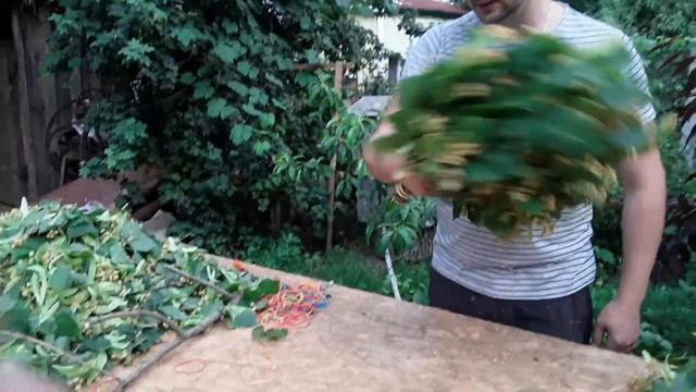 Липовый веник, быстро и полезно.