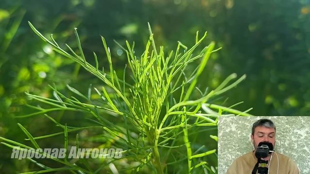 Двойное предательство. Рассказ