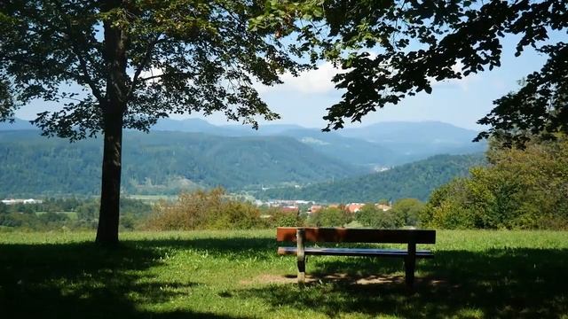 5 часов успокаивающего пения птиц в лесу - Расслабляющие звуки для сна - Пение птиц для сна