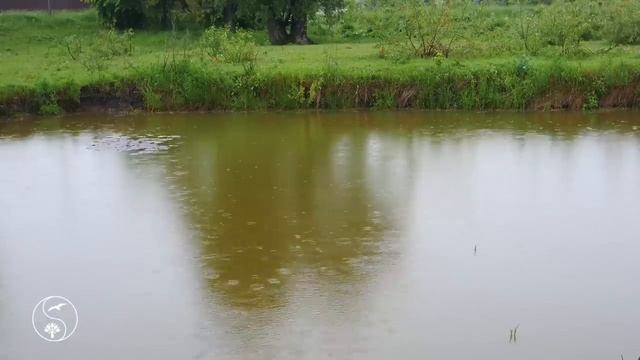 Раннее Утро в Деревне. Натуральные Звуки Природы в Деревне. Слушайте Для отдыха и сна 12 часов
