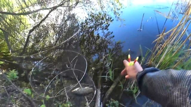 ДУШЕВНА РИБАЛКА НА ПОПЛАВОК ПРОХОЛОДНИМ РАНКОМ.Рибалка на карася