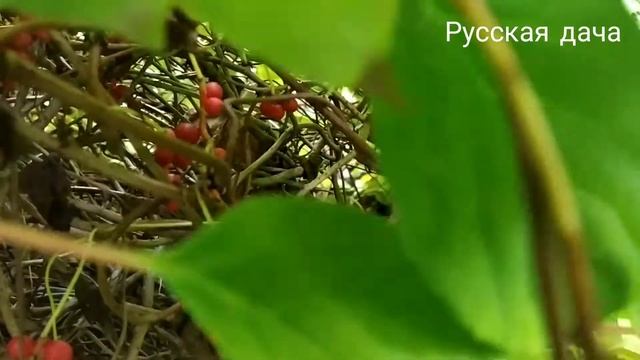 ЛИМОННИК ДАЛЬНЕВОСТОЧНЫЙ ИЛИ КИТАЙСКИЙ! ЗАГОТАВЛИВАЕМ НА ЗИМУ!