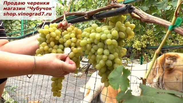 Виноград КИШМИШ БЕСПОДОБНЫЙ- триумф слекции Писанки. Замечательная форма, ранняя, с мускатом!