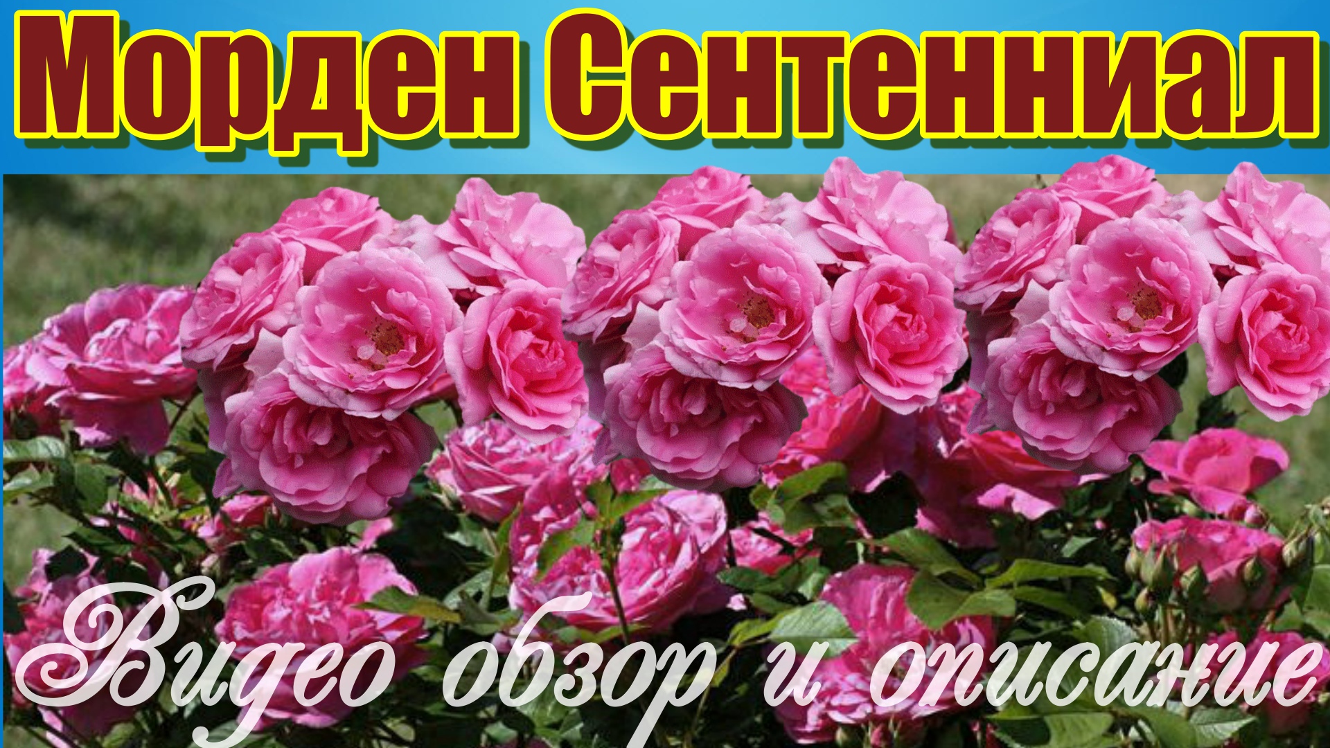Роза Морден Сентенниал (Канадская) - Morden Centennial (Marshall, 1980)