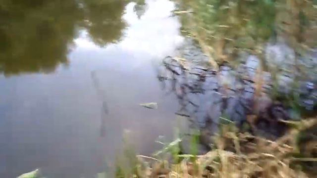Ловля раков на самодельные раколовки ЧЕРНИЛЬНИЦА