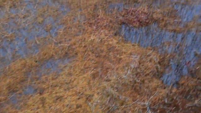 Охота на гуся. Осень. ХМАО. (2 часть) #ОСЕННИЙГУСЬ #ОХОТАВХМАО