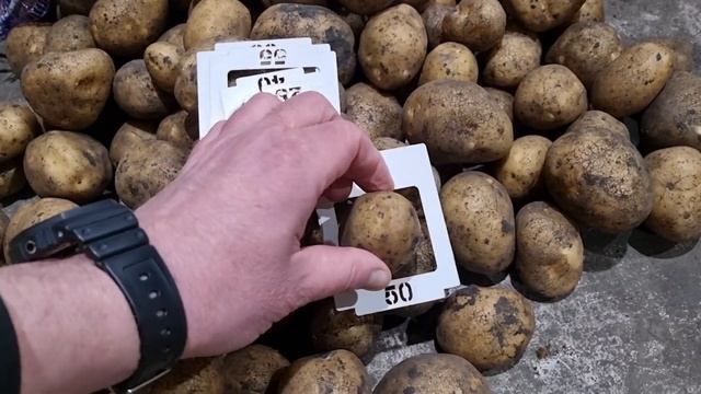 Сорт картофеля Аризона от компании Картофель Урал весной 2023 года ???