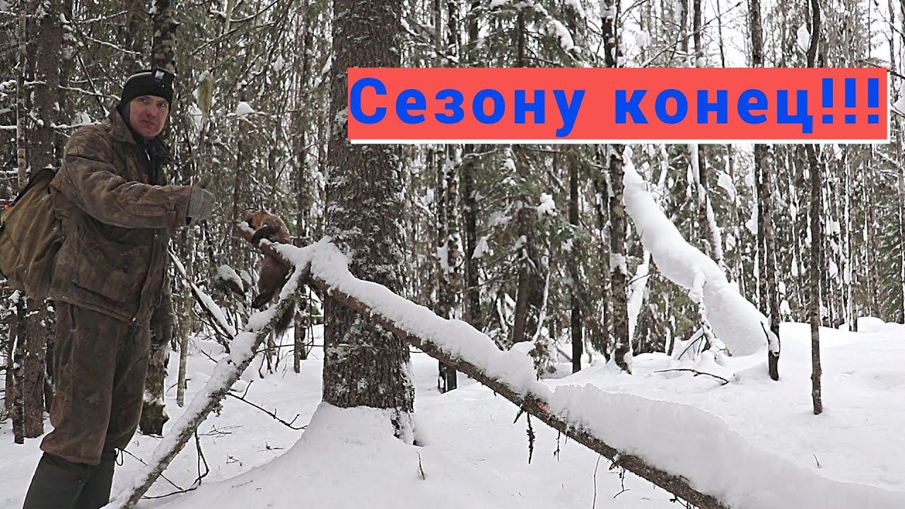 Охота на куницу капканами. Закрываю путик. Росомаха у избы.