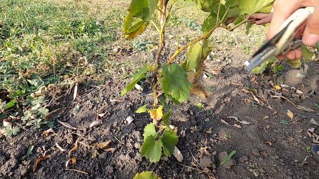 КАК ОБРЕЗАТЬ молодой ВИНОГРАД. Формируем 1 год осенью. ЛЕГКО и ПОНЯТНО!
