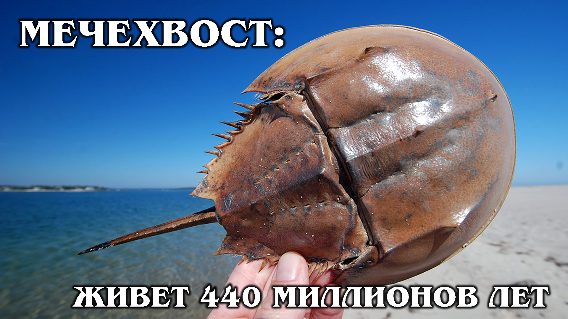 МЕЧЕХВОСТ: Одно из древнейших существ на Земле | Интересные факты про морских обитателей и животных