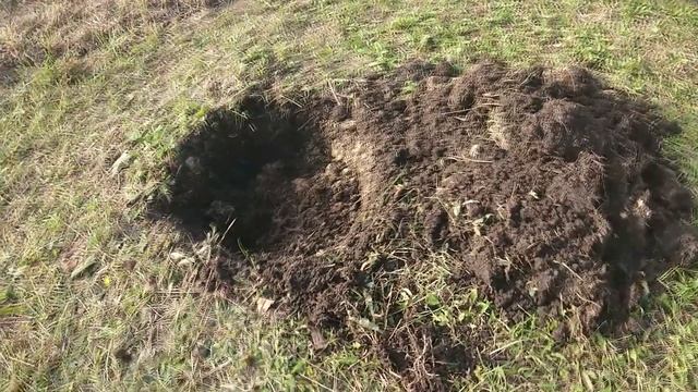 Барбарис Тунберга. Пересадка взрослого куста.