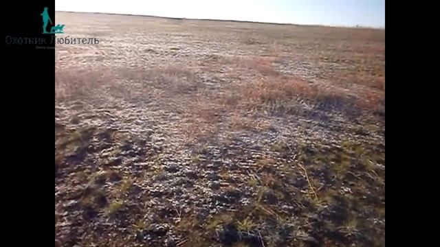 Где искать зайца на охоте?