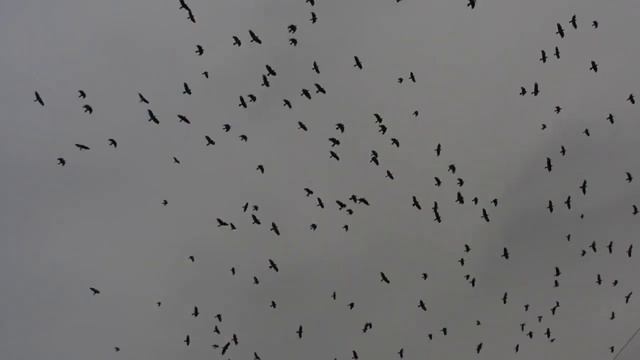 Отпугивание сорок, грачей и ворон, чаек и голбей акустическим отпугивателем птиц КОРШУН