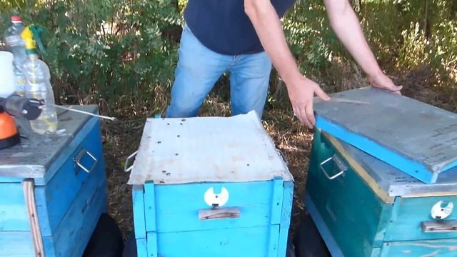 Положили пасеку, обработка клеща щавелевой кислотой с тимолом через ДЫМ ПУШКУ, вароатоз пчел