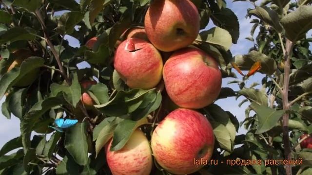 Яблоня колоновидная Останкино (malus) ? яблоня Останкино обзор: как сажать саженцы яблони Останкино