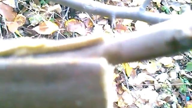 Прививка яблони осенью часть 2.Прививка яблони в расщеп.Как прививать яблоню в расщеп осенью