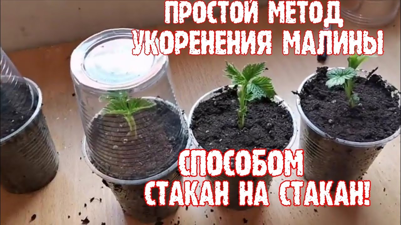 Простейший способ укоренения малины, Размножение малины ремонтантной!