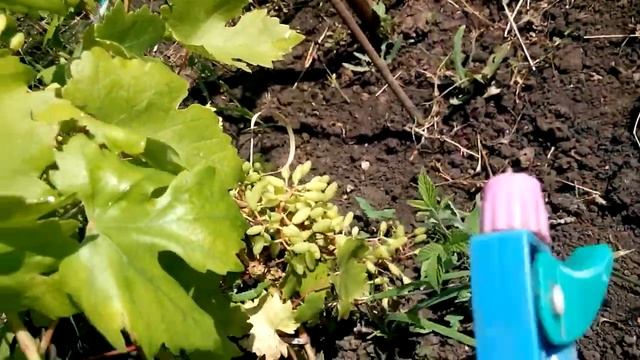 Как и чем удобрять виноград в августе?