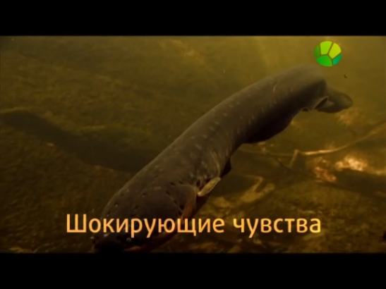 BBC. Загадки природы. Шокирующие чувства